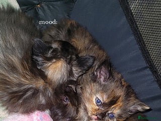 Mixed Breed cats Beautiful mixed kittens - Advert 8