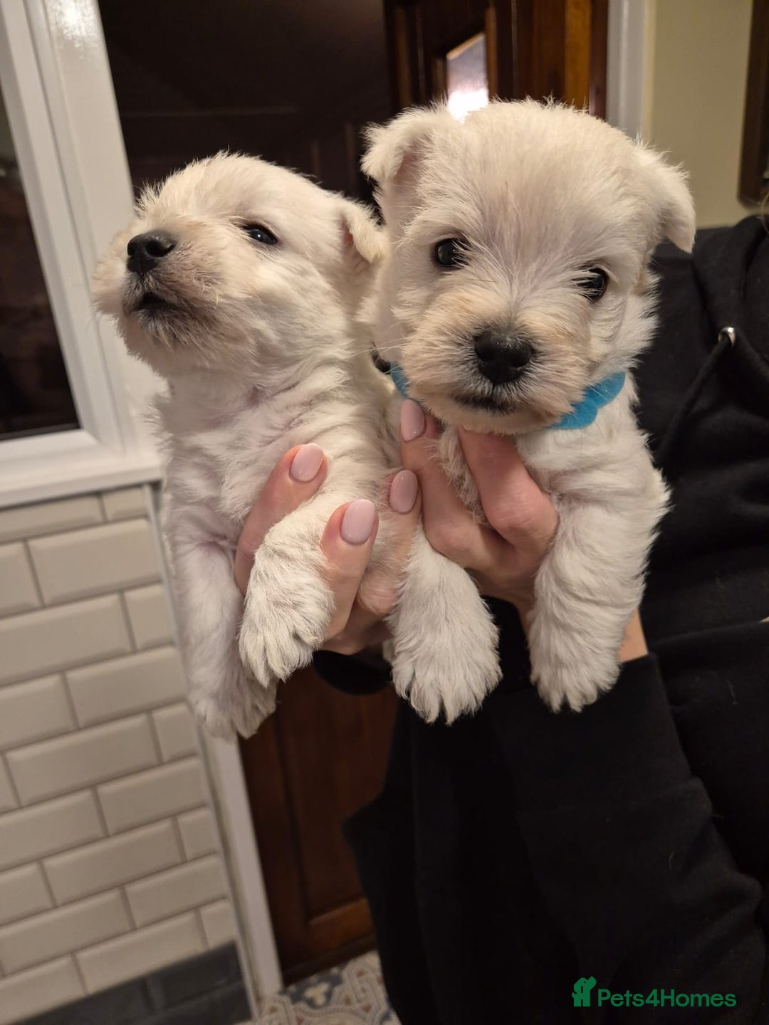 West Highland Terrier dogs for sale: West highland terriers for sale  - Advert 3