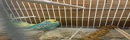 Budgerigars birds for sale: Baby budgies  - Advert 5