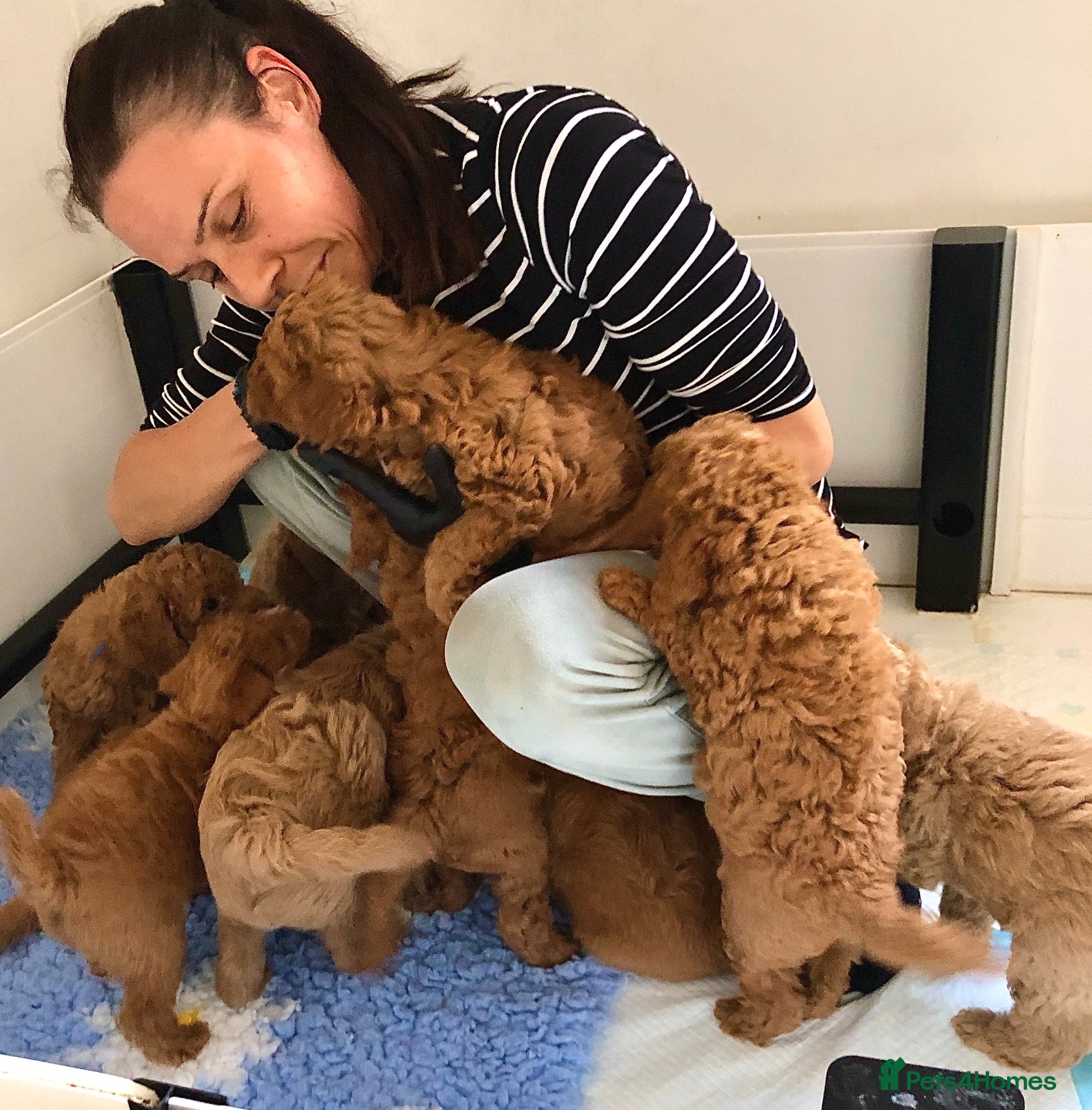 Labradoodle dogs keiras red fox miniature labradoodles  - Advert 2