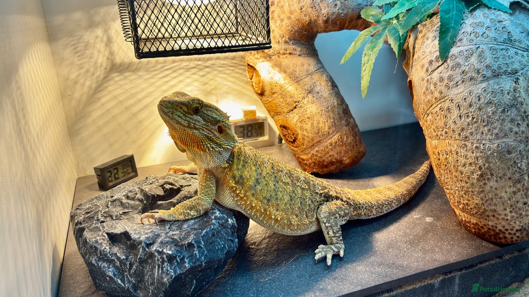 Bearded Dragon reptiles for sale: Beautiful Female bearded dragon with full set up  - Advert 25