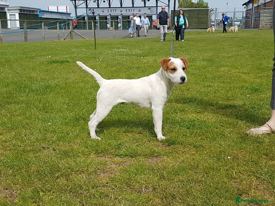 Parson Russell dogs for sale: Beautiful Parson female puppies - Advert 3