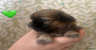 Shih Tzu dogs - Advert 2