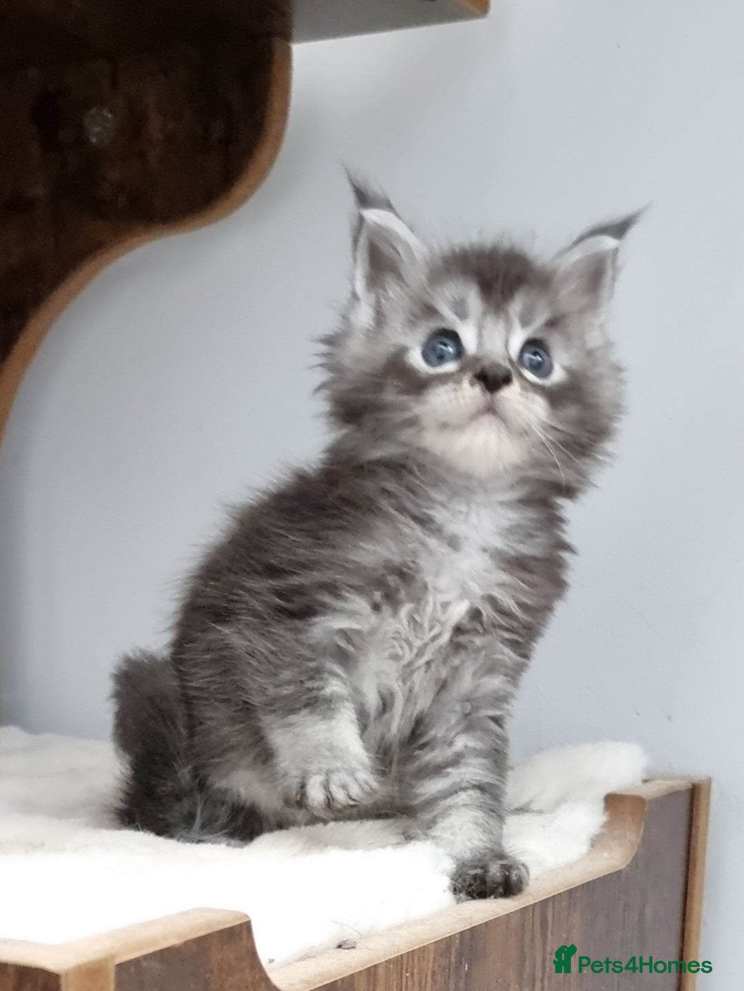 Maine Coon cats for sale: Pedigree GCCF Maine Coon Kitten available  - Image 26