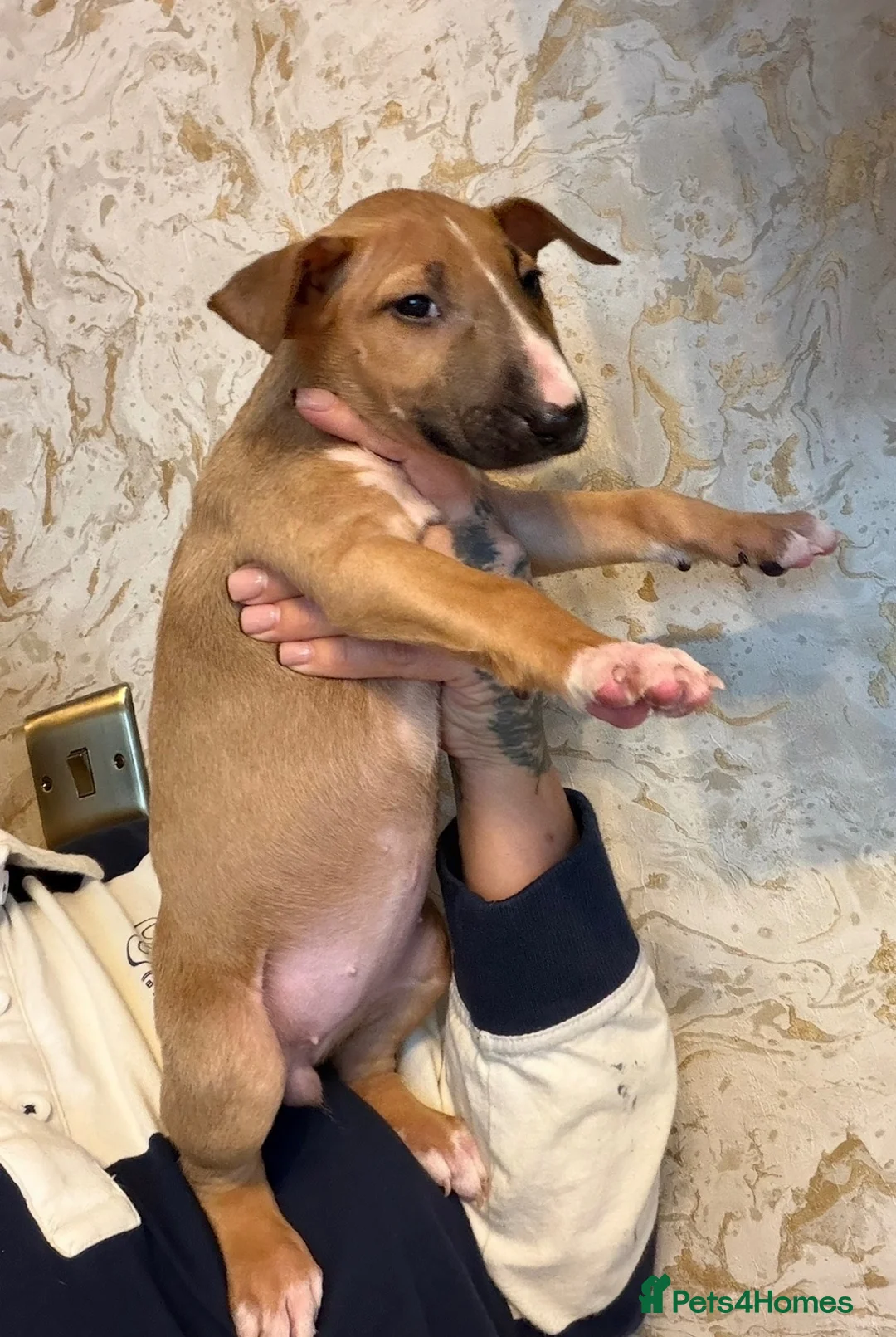 Bull Terrier dogs for sale: Beautiful Quality KC English Bullterrier Puppies - Advert 2