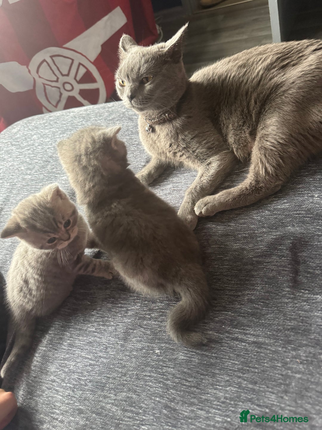 British Shorthair cats for sale: 👉 British Shorthair Kittens – Ready 14 Feb - Advert 2