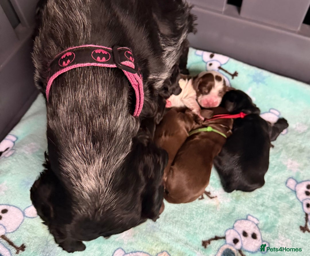 Cocker Spaniel dogs for sale: Show type cocker spaniel pups  - Advert 16