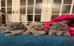 British Shorthair cats for sale: Beautiful British short hair kitten  - Image 2