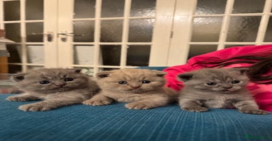 British Shorthair cats - Advert 9