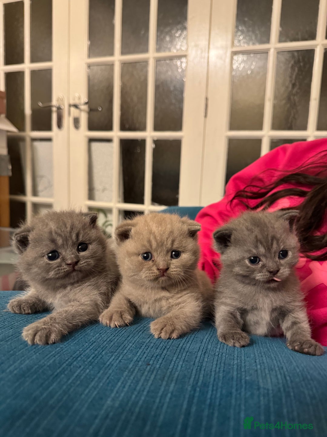 British Shorthair cats for sale: Beautiful British short hair kitten  - Image 2