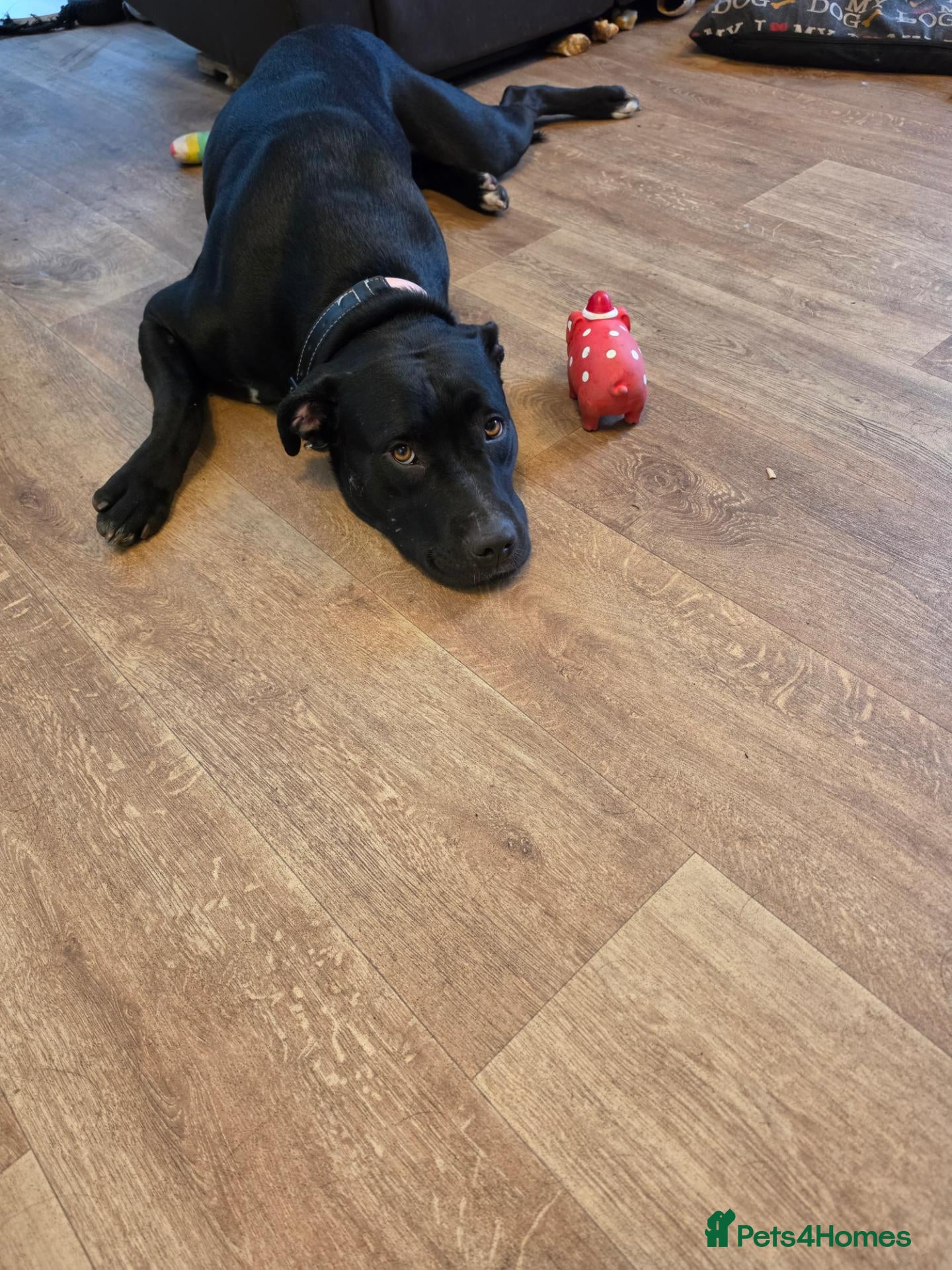 Mixed Breed dogs for sale: Staffy cross sweet girl  - Advert 2