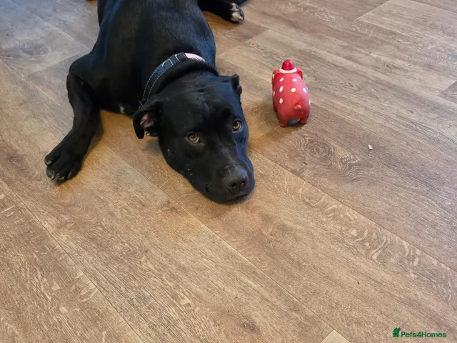 Mixed Breed dogs for sale: Staffy cross sweet girl - Advert 2