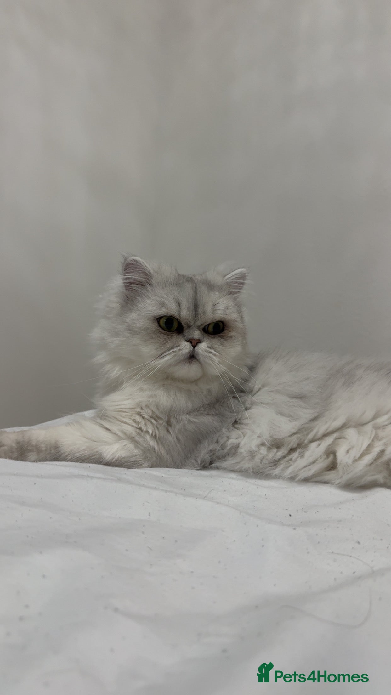 Persian cats Beautiful White Persian Cat - Advert 20