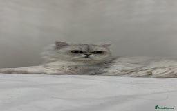 Persian cats for sale: Beautiful White Persian Cat - Image 2