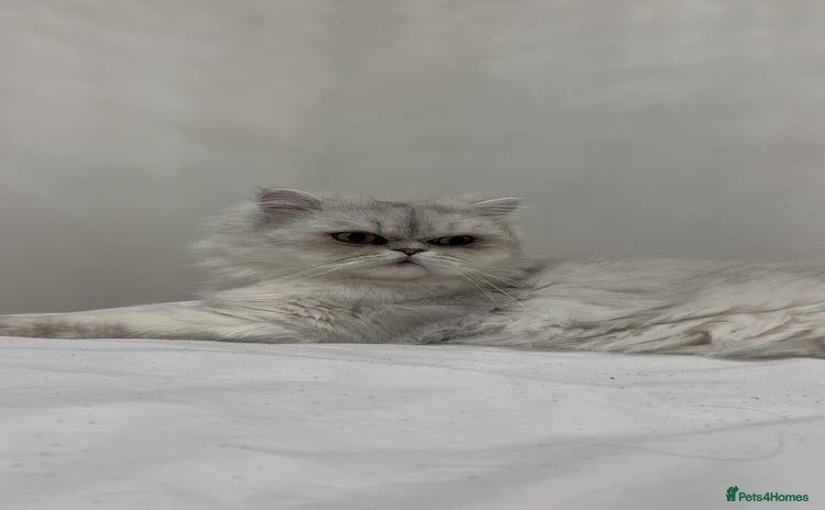 Persian cats - Advert 7