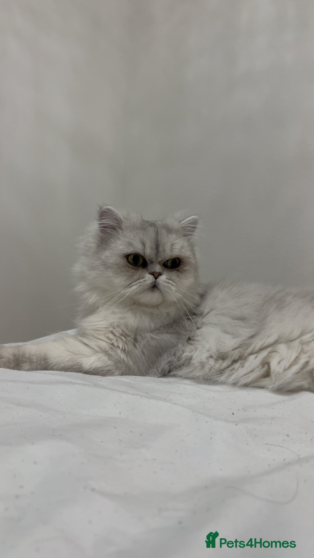 Persian cats for sale: Beautiful White Persian Cat - Image 2