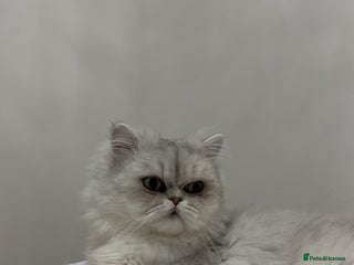 Persian cats - Advert 22