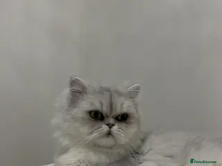 Persian cats Beautiful White Persian Cat - Advert 6