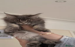 Maine Coon cats for sale: Maine coon kittens GCCF registered READY NOW  - Image 8