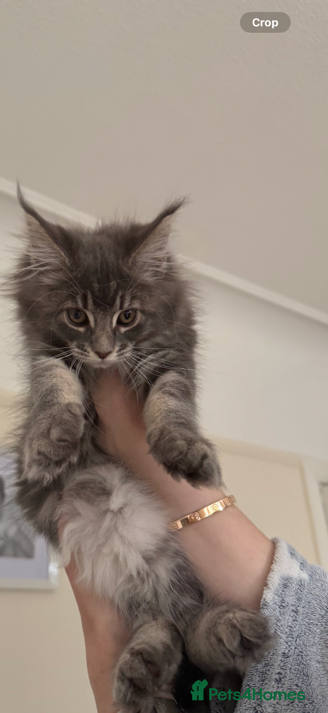 Maine Coon cats for sale: Maine coon kittens GCCF registered READY NOW  - Image 8