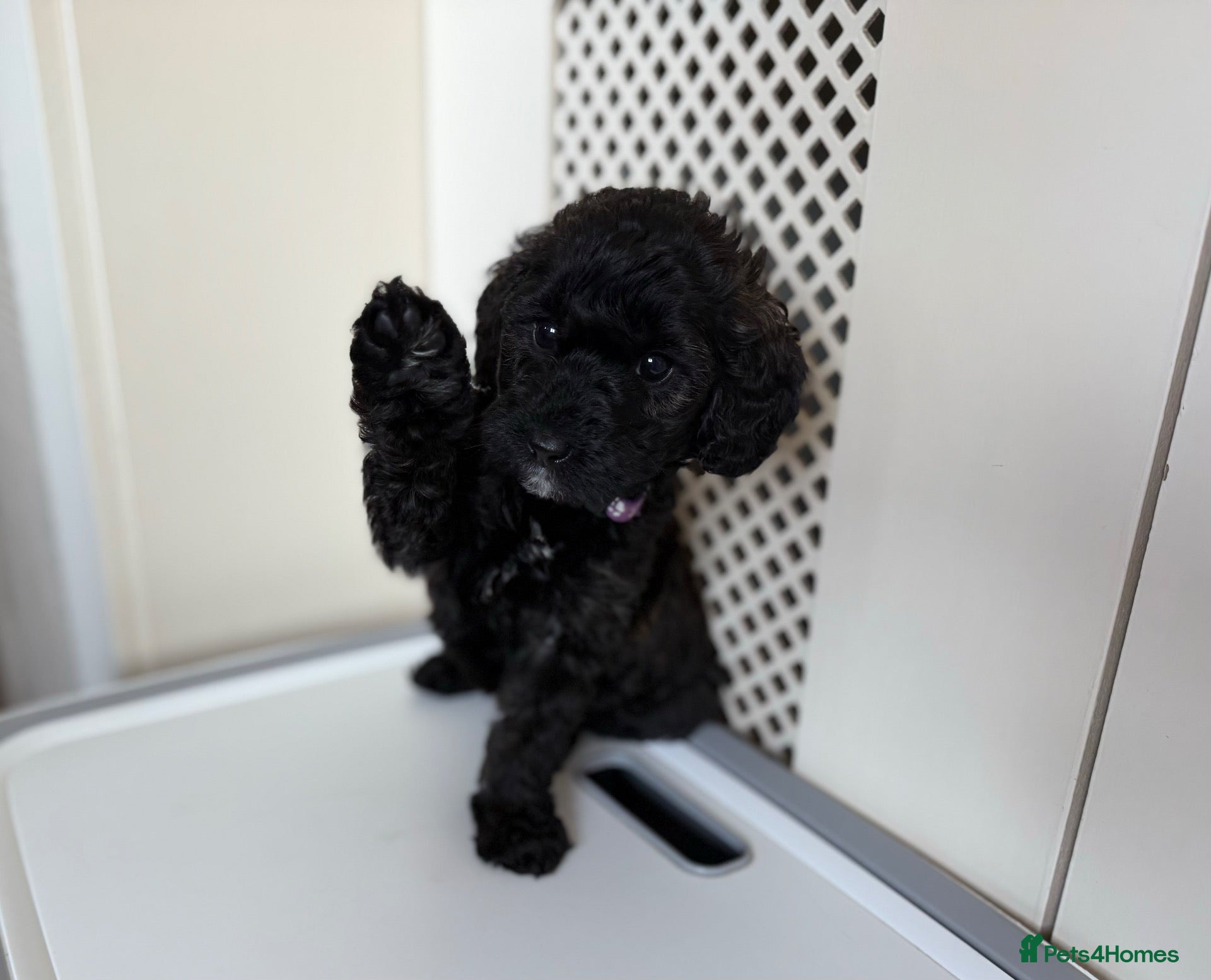 Labradoodle dogs Rare and outstanding labradoodles - Advert 2