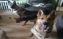 German Shepherd dogs for sale: Beautiful German Shepherd Puppies - Image 2