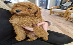 Miniature Poodle dogs for sale: Minature poodles for sale - Image 8