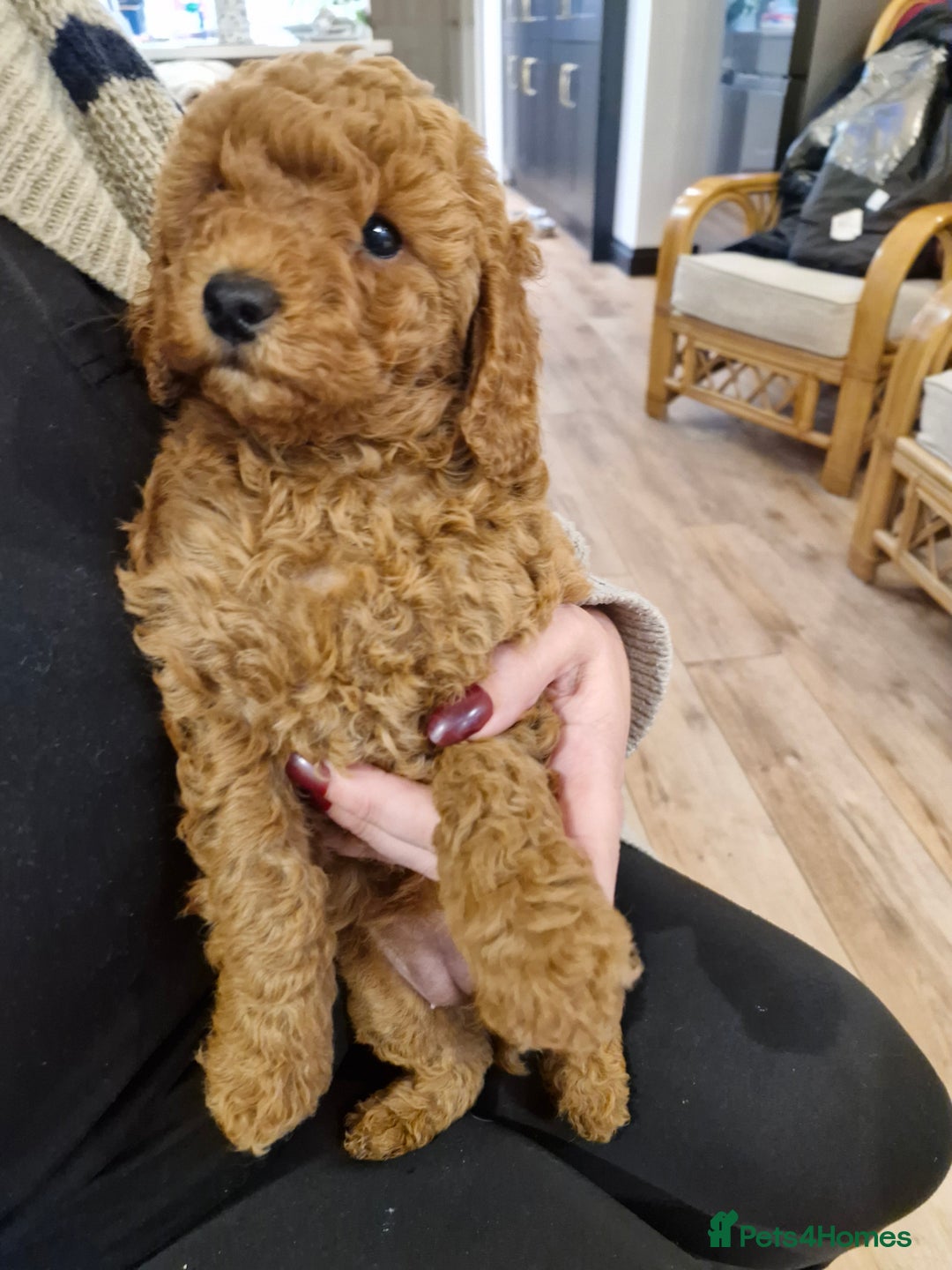 Miniature Poodle dogs for sale: Minature poodles for sale - Image 8