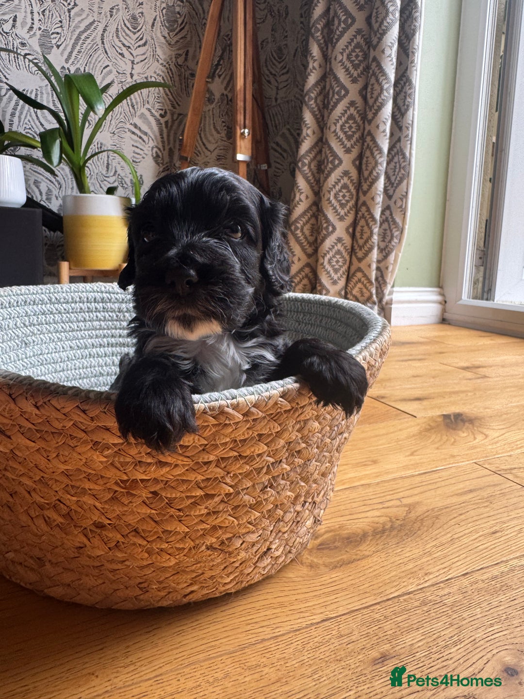 Cockapoo dogs for sale: Last Male fantastic champion line 20 combined  - Image 31