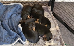 Yorkshire Terrier dogs for sale:  Yorkshire Terrier puppies from Licensed Breeder  - Image 1