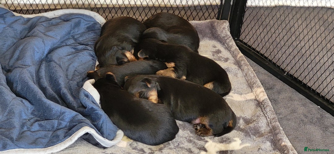 Yorkshire Terrier dogs for sale:  Yorkshire Terrier puppies from Licensed Breeder  - Image 1