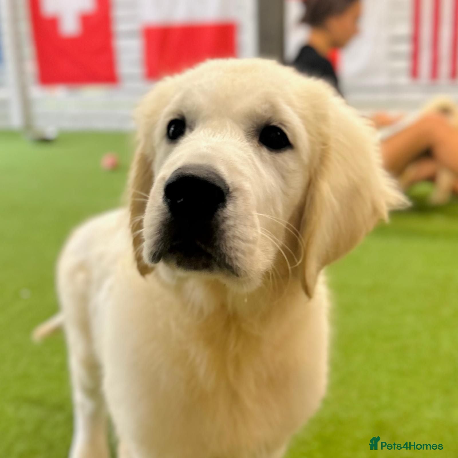 Golden Retriever dogs Advanced trained golden retriever  - Advert 1