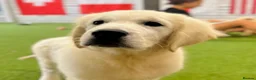 Golden Retriever dogs for sale: Advanced trained golden retriever  - Advert 1