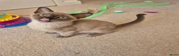 Burmese cats for sale: Stunning Pedigree Burmese Kittens - Advert 9