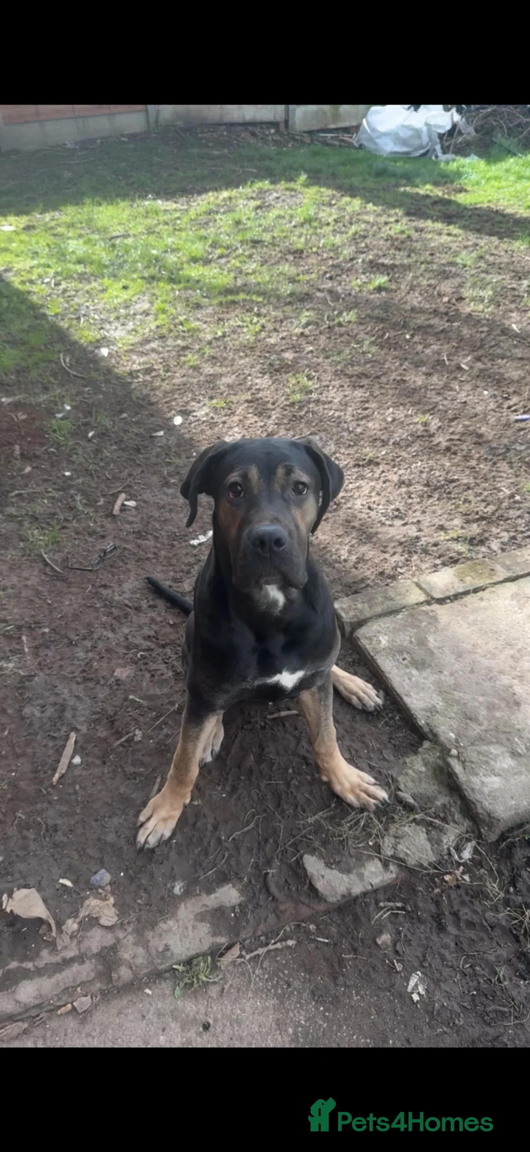 Cane Corso dogs for adoption: Rocko loving home wanted  - Advert 1