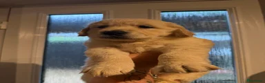 Golden Retriever Puppy 2