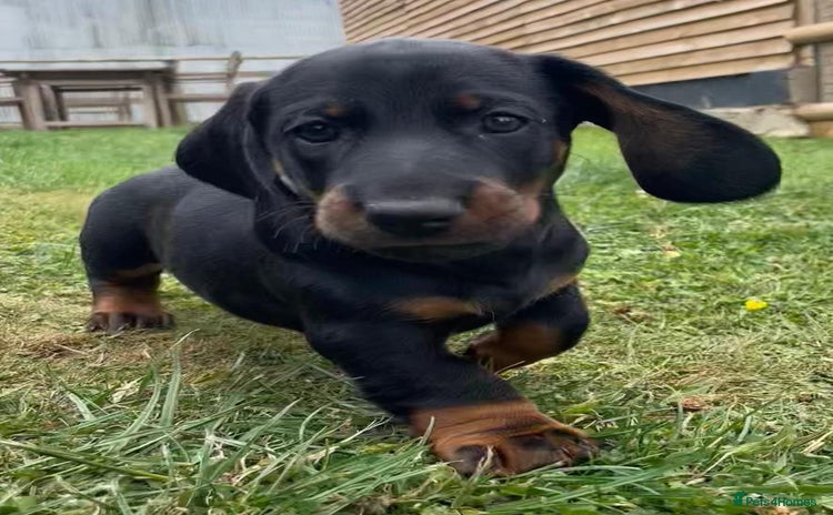 Dachshund dogs - Advert 5