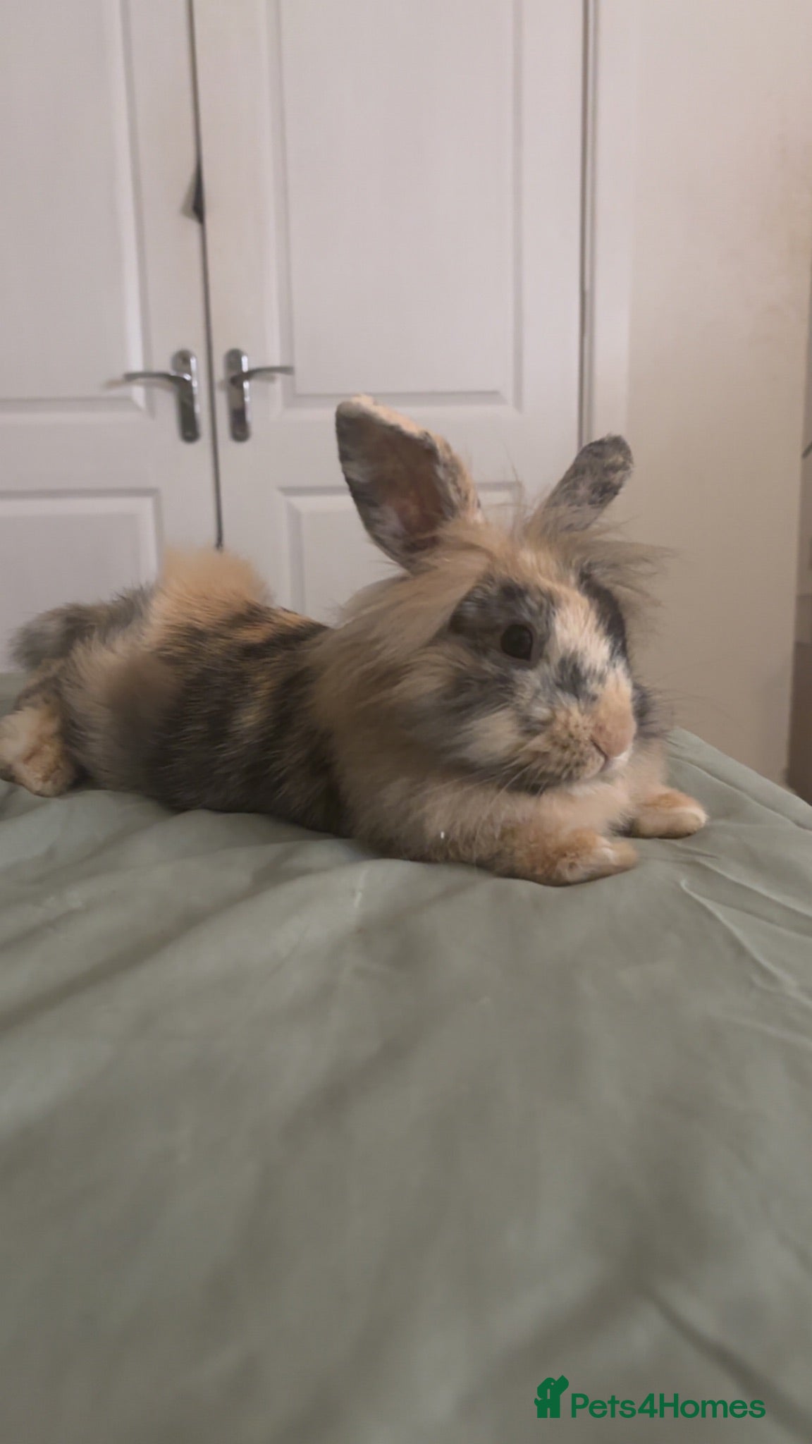 Lionhead rabbits Harlequin X lion head rabbit for rehoming - Advert 18