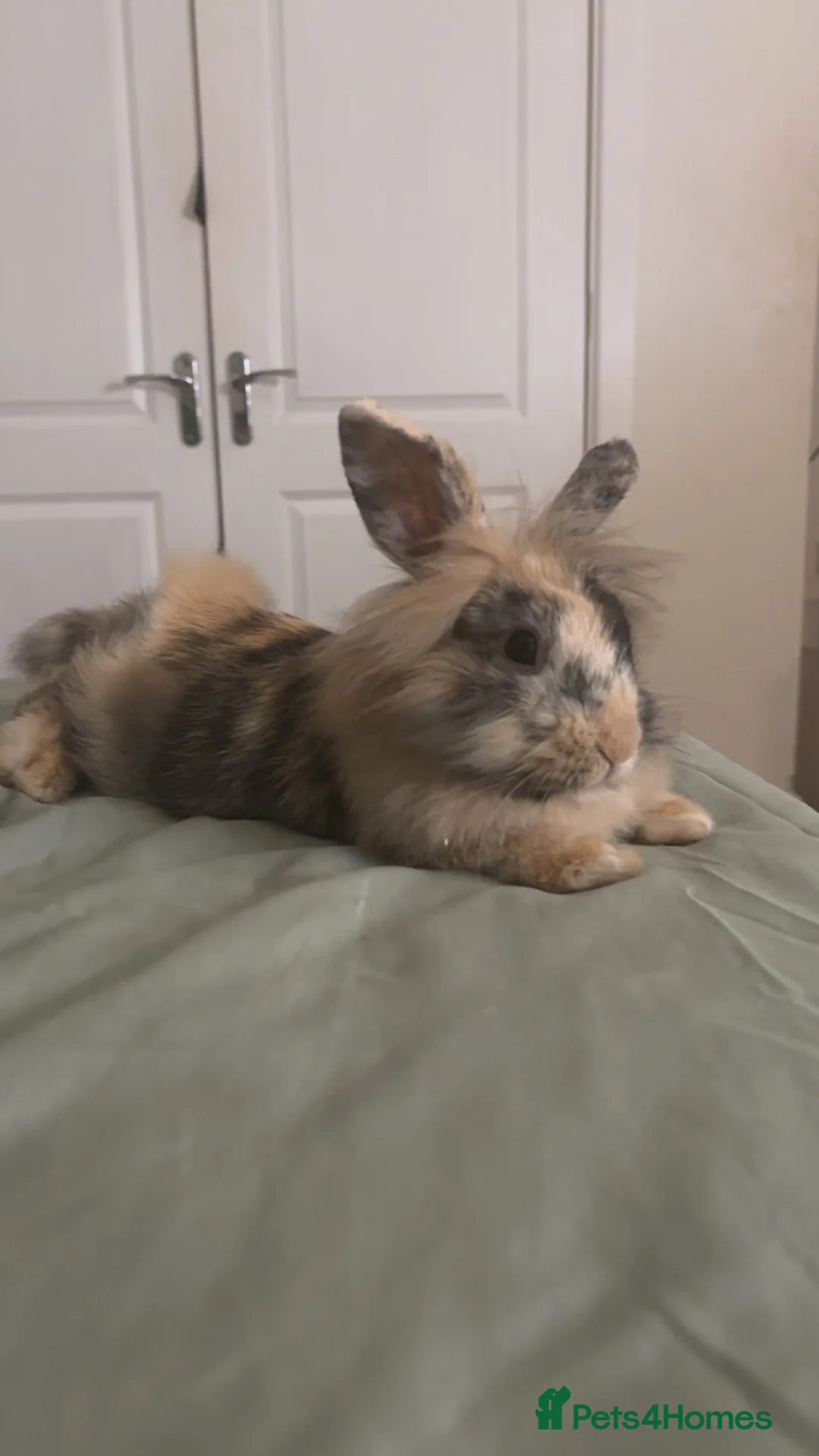 Lionhead rabbits for sale: Harlequin X lion head rabbit for rehoming in Swansea - Advert 1