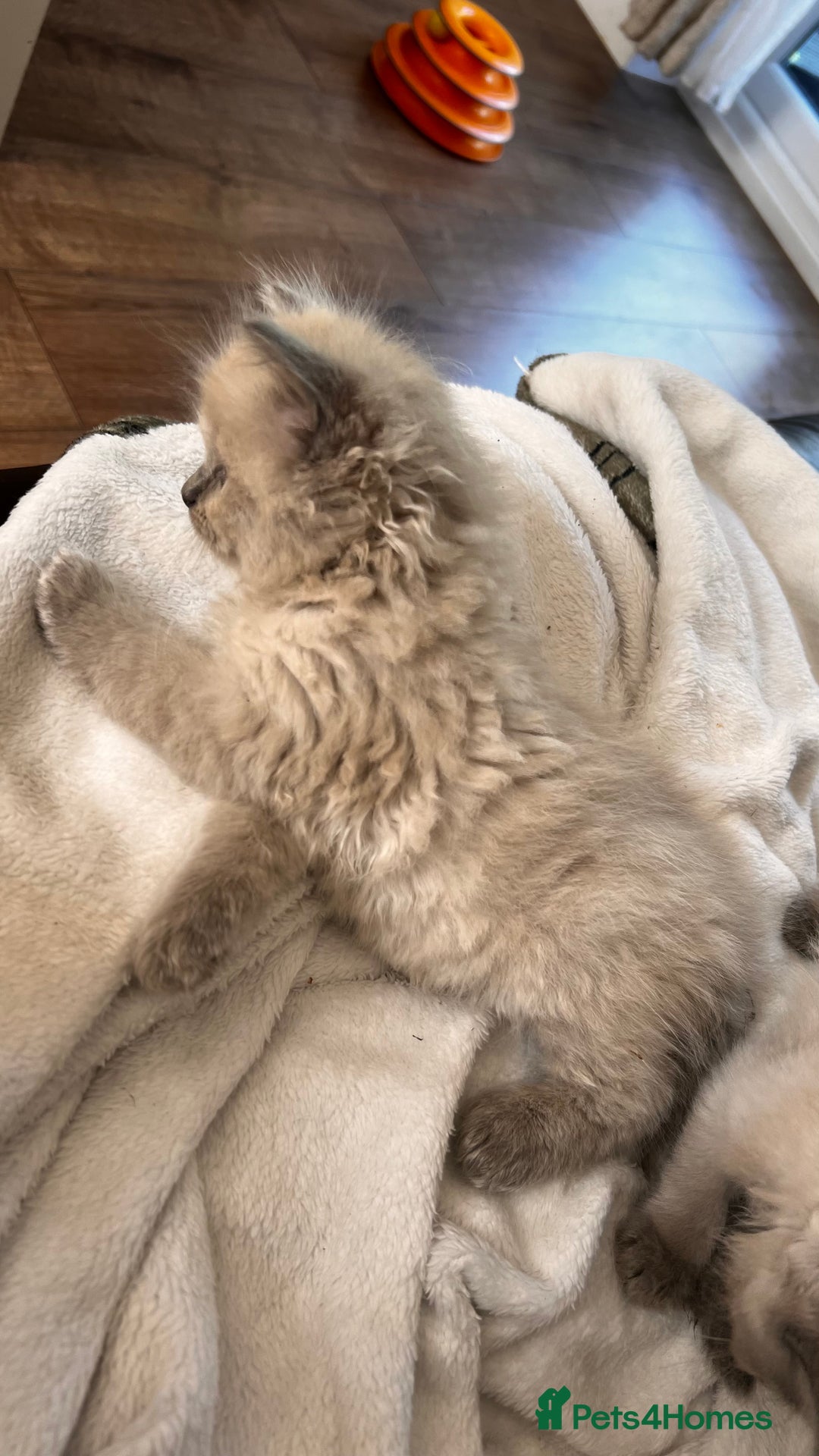 Ragdoll cats for sale: Ragdoll kittens - Image 7