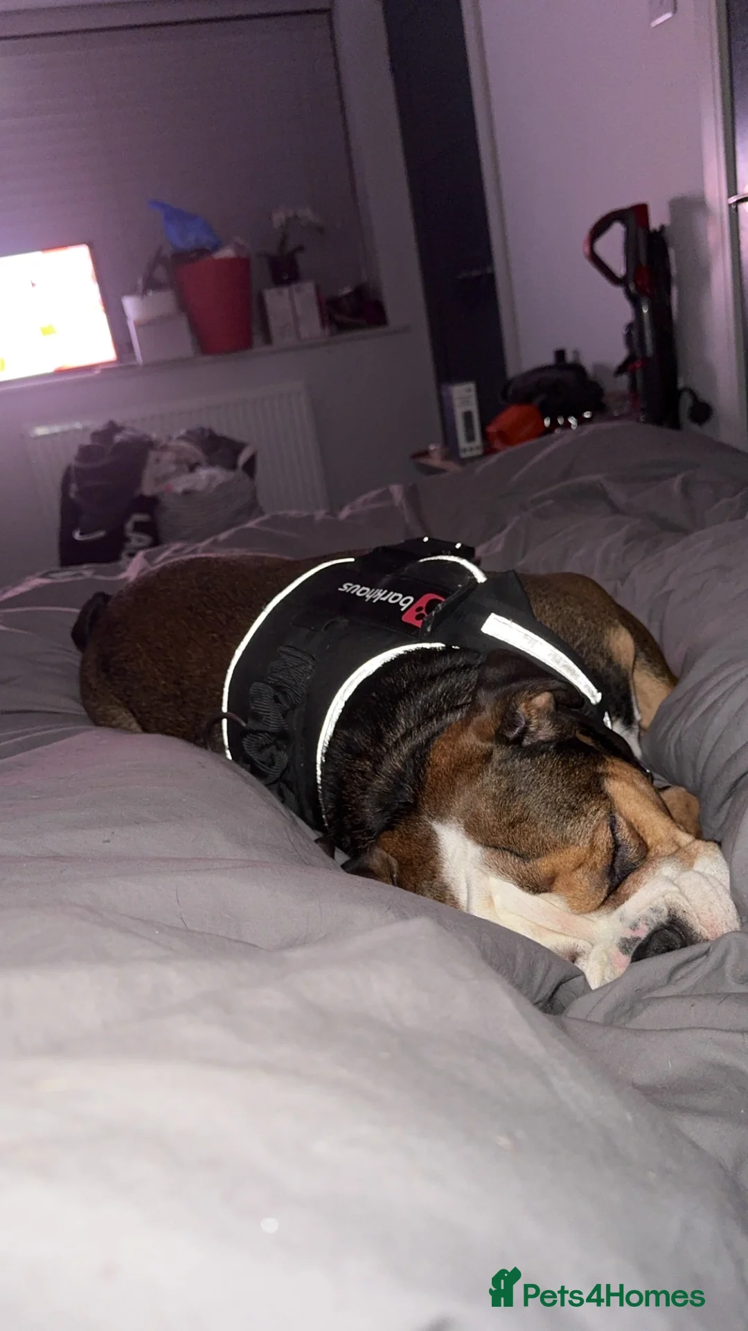 English Bulldog dogs for sale: Loving English Bulldog - Advert 5