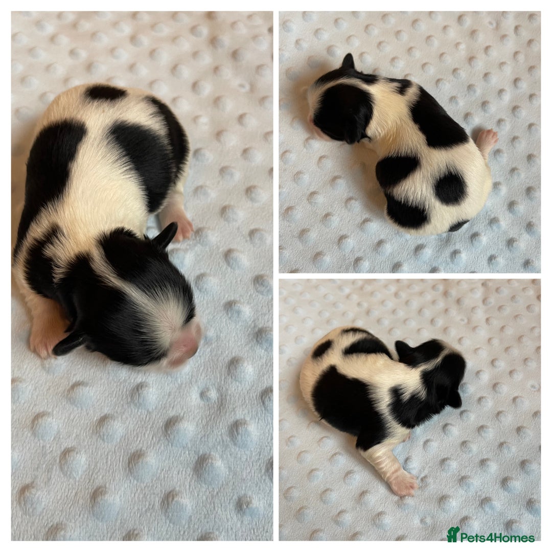 Havanese dogs for sale: Pure Havanese from 5star licensed breeder  - Image 3