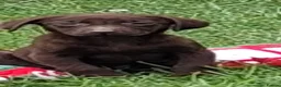 Labrador Retriever dogs for sale: Fantastic labrador pups  - Advert 15