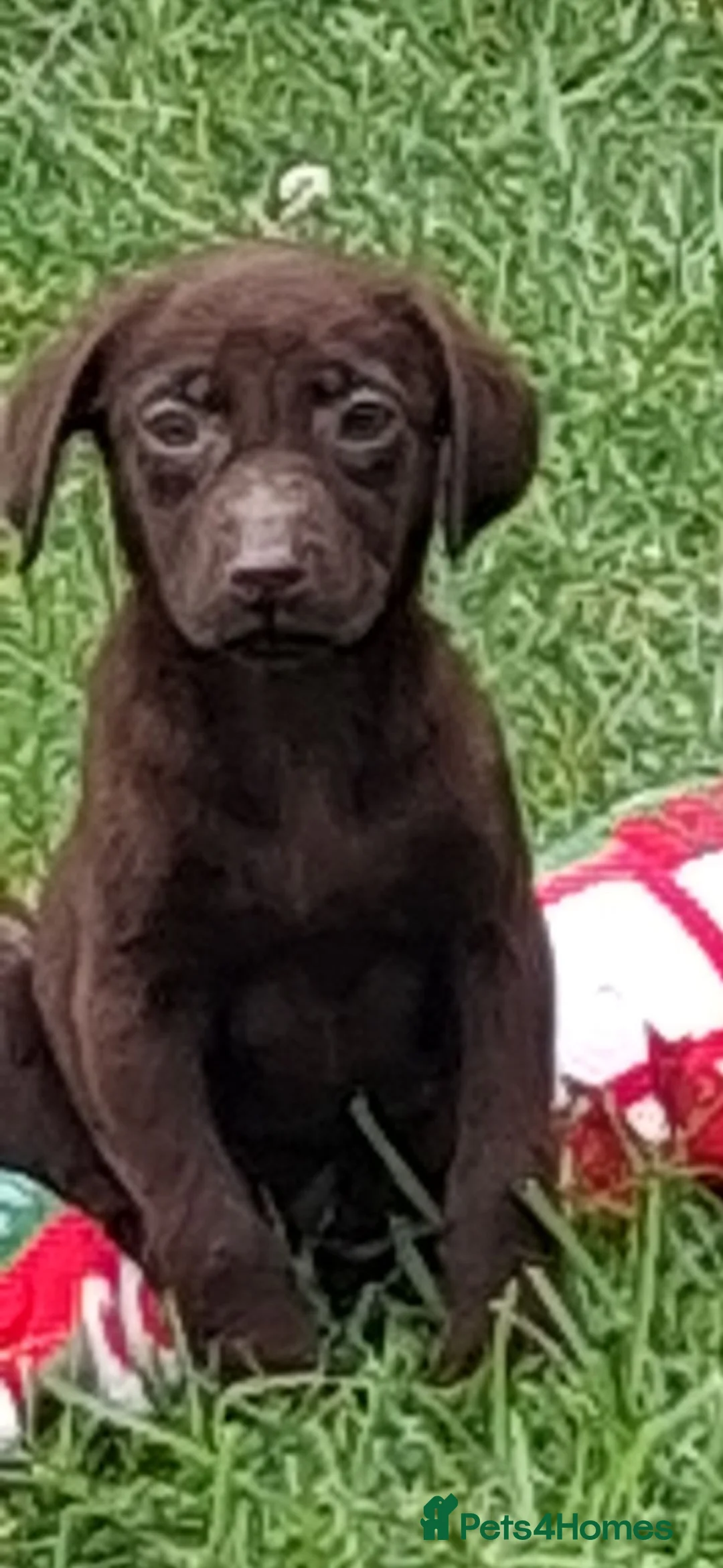Labrador Retriever dogs for sale:  Fully vaccinated chocolate male lab pup ready now - Advert 30