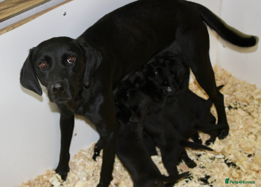 Labrador Retriever dogs for sale: FTCH SIRED LABRADOR PUPS - Image 10