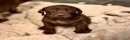 Mixed Breed dogs for sale: Weimaraner x Vizsla stunning pups  - Advert 4