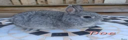 Netherland Dwarf rabbits for sale: Neverland dwalf - Advert 5