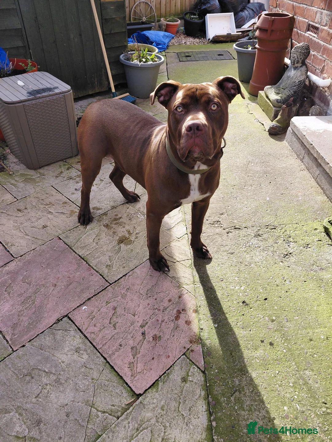 American Bulldog dogs for sale: American bull crossed staffy cross apressa in Uttoxeter - Advert 1