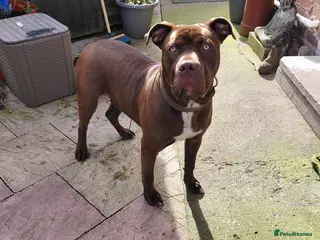 American Bulldog dogs American bull crossed staffy cross apressa in Uttoxeter - Advert 15