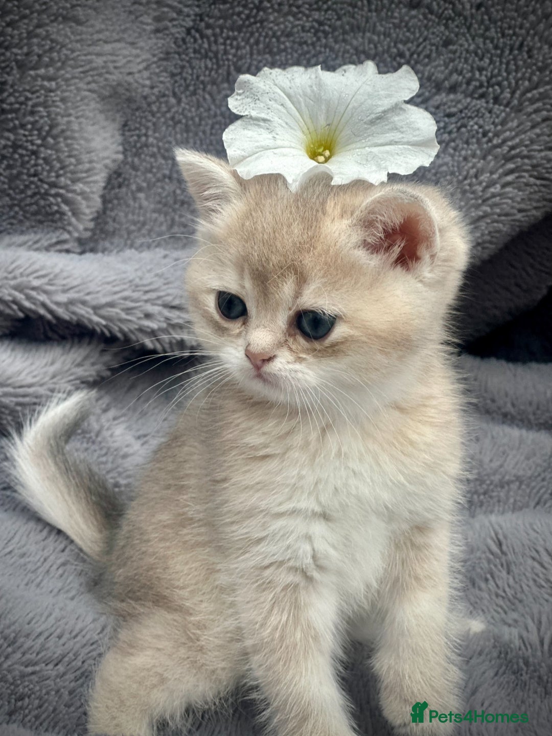 British Shorthair cats for sale: British Shorthair Golden kitten GCCF - Image 28